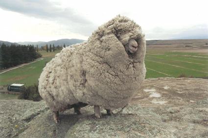 shrek the sheep